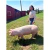 Image 1 : Brishley Witmer - Red Ribbon Market Swine