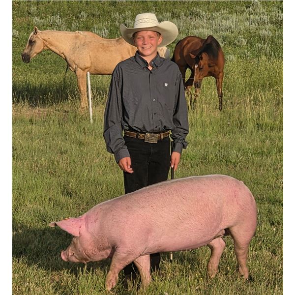 Calvin Squires - Red Ribbon Market Swine