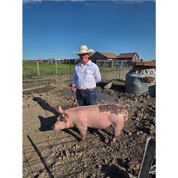 Austin Benson - Red Ribbon Market Swine