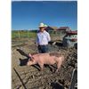 Image 1 : Austin Benson - Red Ribbon Market Swine