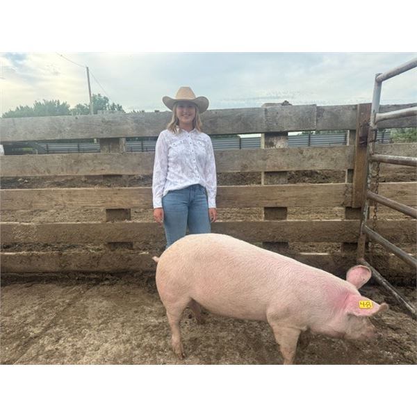 Brooklyn Knowles - Red Ribbon Market Swine