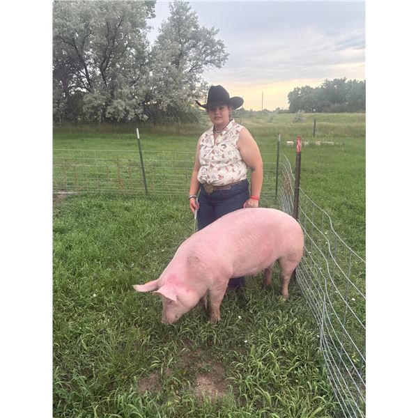 Camri Salveson - Red Ribbon Market Swine