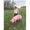 Image 1 : Camri Salveson - Red Ribbon Market Swine