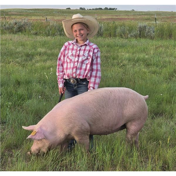 Bailey Squires - Red Ribbon Market Swine