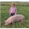 Image 1 : Bailey Squires - Red Ribbon Market Swine