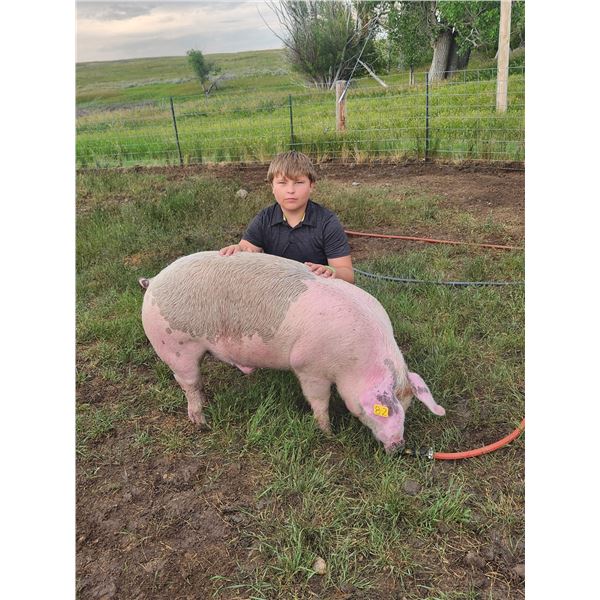 Owen Waters - Red Ribbon Market Swine