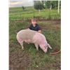 Image 1 : Owen Waters - Red Ribbon Market Swine