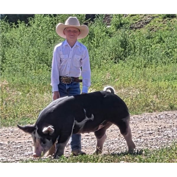 Rhett Salveson - Red Ribbon Market Swine