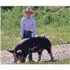 Image 1 : Rhett Salveson - Red Ribbon Market Swine