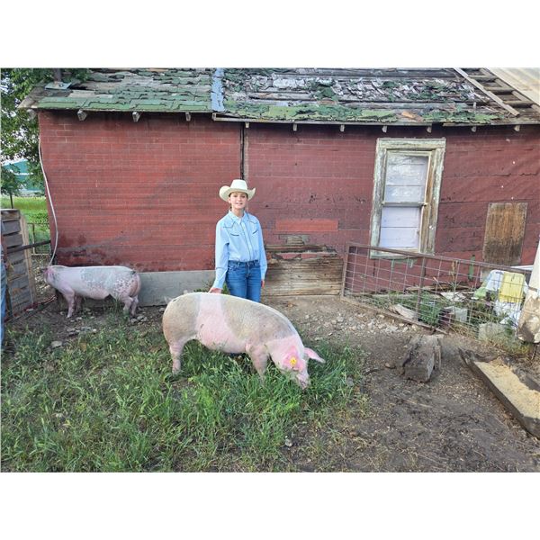 Lilliana Neilsen - Red Ribbon Market Swine
