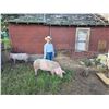 Image 1 : Lilliana Neilsen - Red Ribbon Market Swine