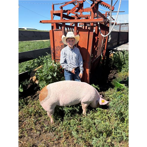 Connor Oxarart - Red Ribbon Market Swine
