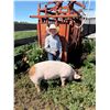 Image 1 : Connor Oxarart - Red Ribbon Market Swine