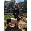 Image 1 : Emma Ereaux - Red Ribbon Market Swine