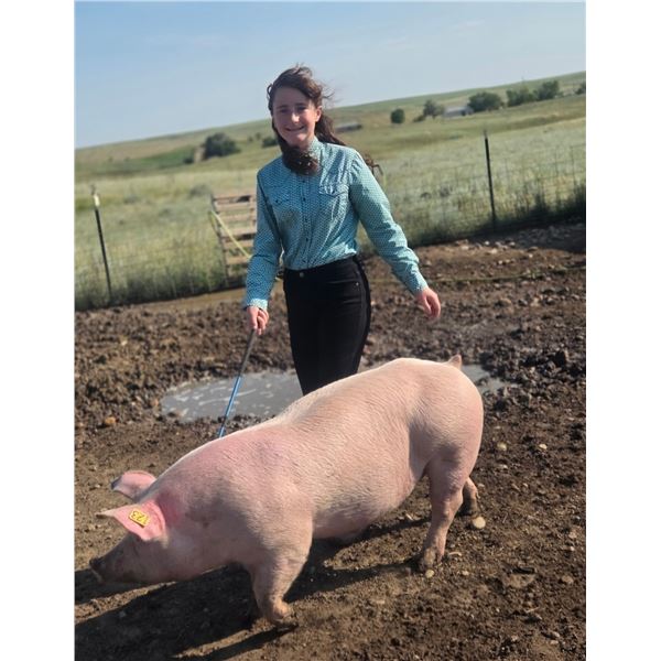 Ellie Norville - Red Ribbon Market Swine