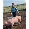 Image 1 : Ellie Norville - Red Ribbon Market Swine