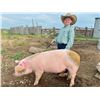 Image 1 : Etta Blunt - Red Ribbon Market Swine