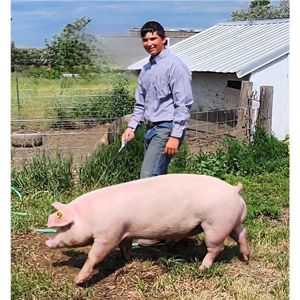 Nolan Moore - Red Ribbon Market Swine