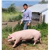 Image 1 : Nolan Moore - Red Ribbon Market Swine