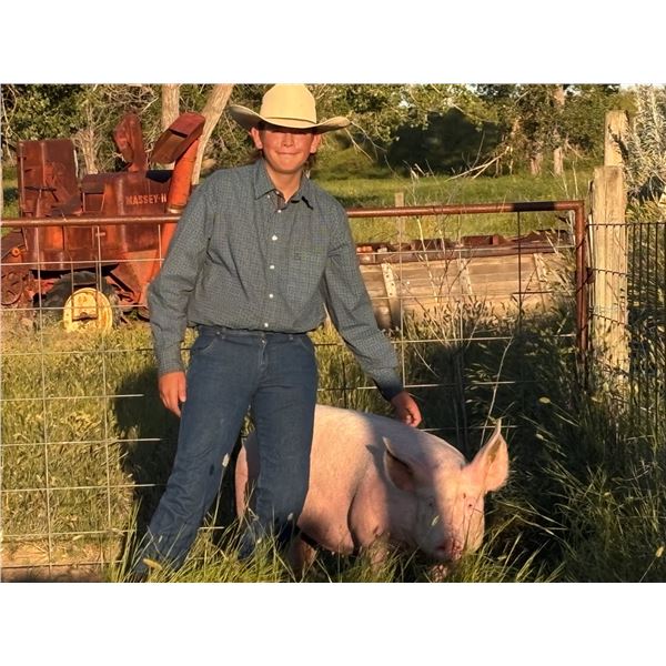 Tomas Gray - Red Ribbon Market Swine