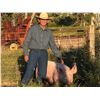 Image 1 : Tomas Gray - Red Ribbon Market Swine