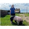 Image 1 : Kallie LaBrie - Red Ribbon Market Swine