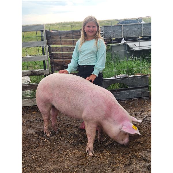 Izzy Waters - Red Ribbon Market Swine