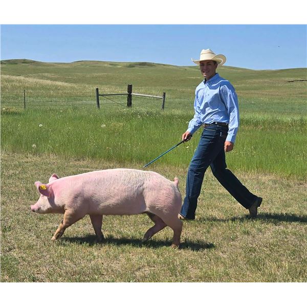 Titus Wiederrick - Red Ribbon Market Swine