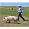 Image 1 : Titus Wiederrick - Red Ribbon Market Swine