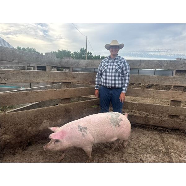 Trevor Knowles - Red Ribbon Market Swine