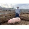 Image 1 : Trevor Knowles - Red Ribbon Market Swine