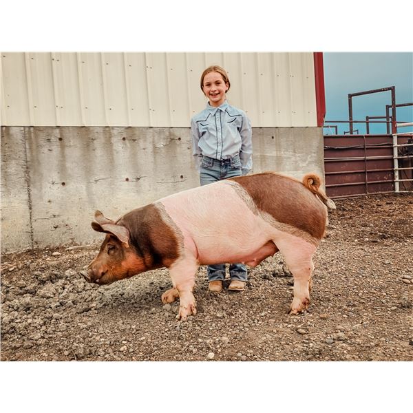 Bryndle  Webb - Red Ribbon Market Swine