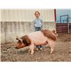 Image 1 : Bryndle  Webb - Red Ribbon Market Swine