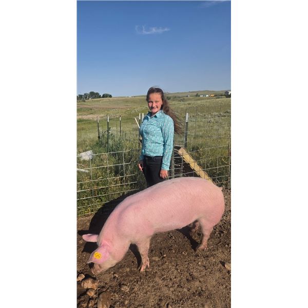 Aubrie Norville - Red Ribbon Market Swine