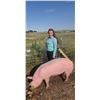 Image 1 : Aubrie Norville - Red Ribbon Market Swine
