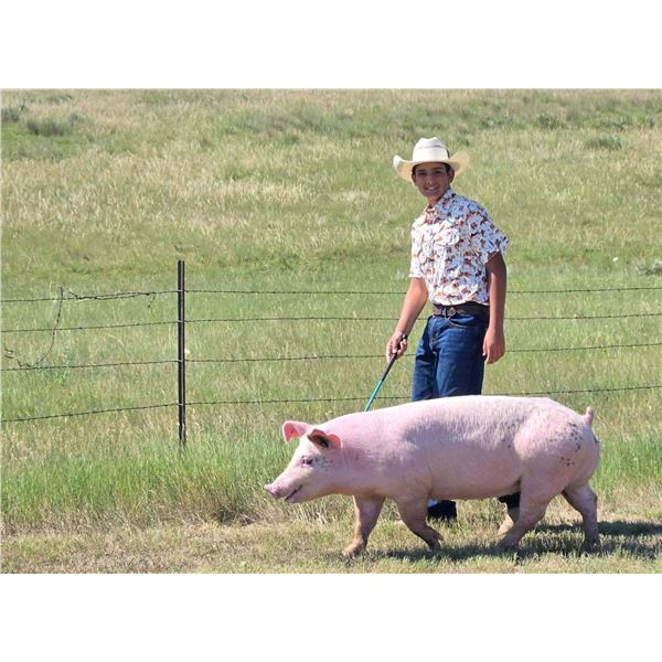 Tanner Wiederrick - Red Ribbon Market Swine