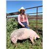 Image 1 : Leeila Oxarart - Red Ribbon Market Swine