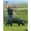 Image 1 : Rosemary Green - Red Ribbon Market Swine