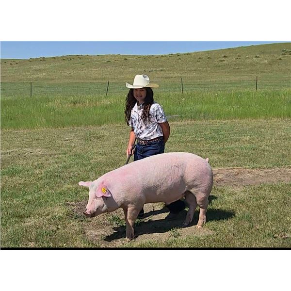 Taya Wiederrick - Red Ribbon Market Swine