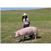 Image 1 : Taya Wiederrick - Red Ribbon Market Swine