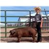 Image 1 : Ryett Anderson - Red Ribbon Market Swine