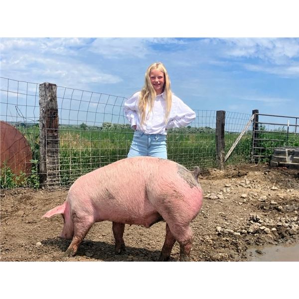 TJ Kelly - Red Ribbon Market Swine