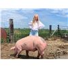 Image 1 : TJ Kelly - Red Ribbon Market Swine