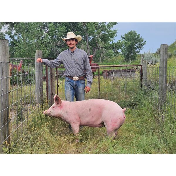 Sonny Gray - Red Ribbon Market Swine