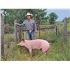 Image 1 : Sonny Gray - Red Ribbon Market Swine