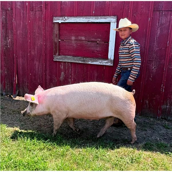 Emmdin Witmer - Red Ribbon Market Swine