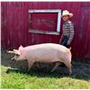 Image 1 : Emmdin Witmer - Red Ribbon Market Swine