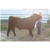 Image 1 : Claire Burgess - Market Beef