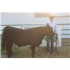 Image 1 : Dalton Bliss - Market Beef