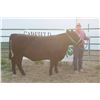Image 1 : Kyle Murnion - Market Beef